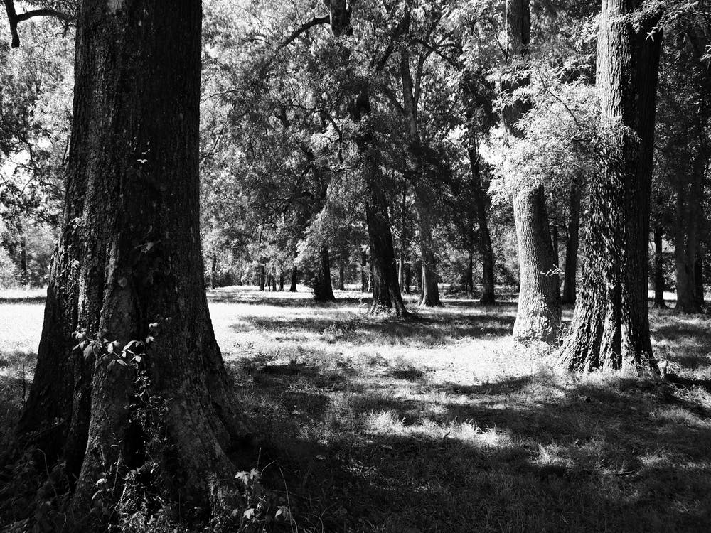 Trees BW