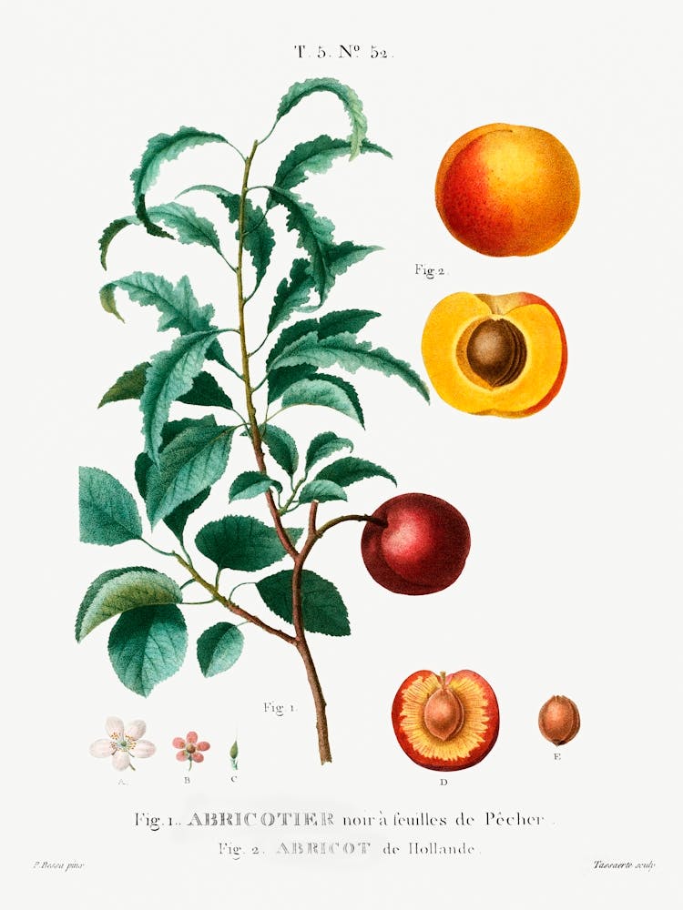 Innenteil einer Aprikose, Pierre Joseph Redoute