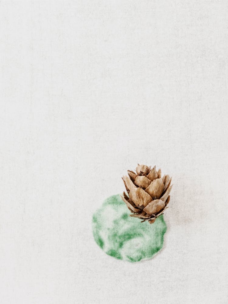 Abstract Botanic
