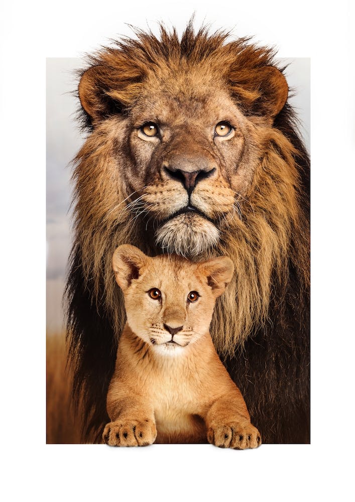 Lion Family