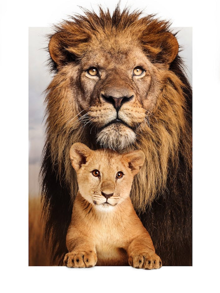 Lion Family