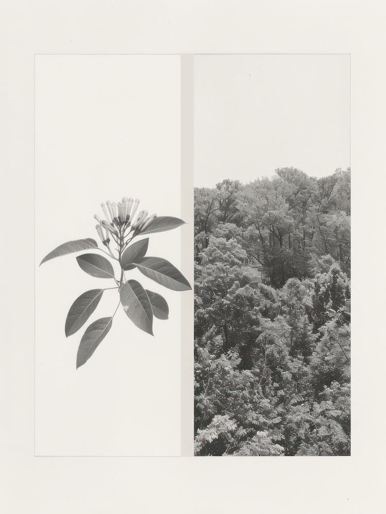 Honeysuckle Flower Photo Collage 2
