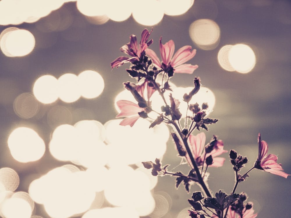 Gentle Violet in Sun Rays