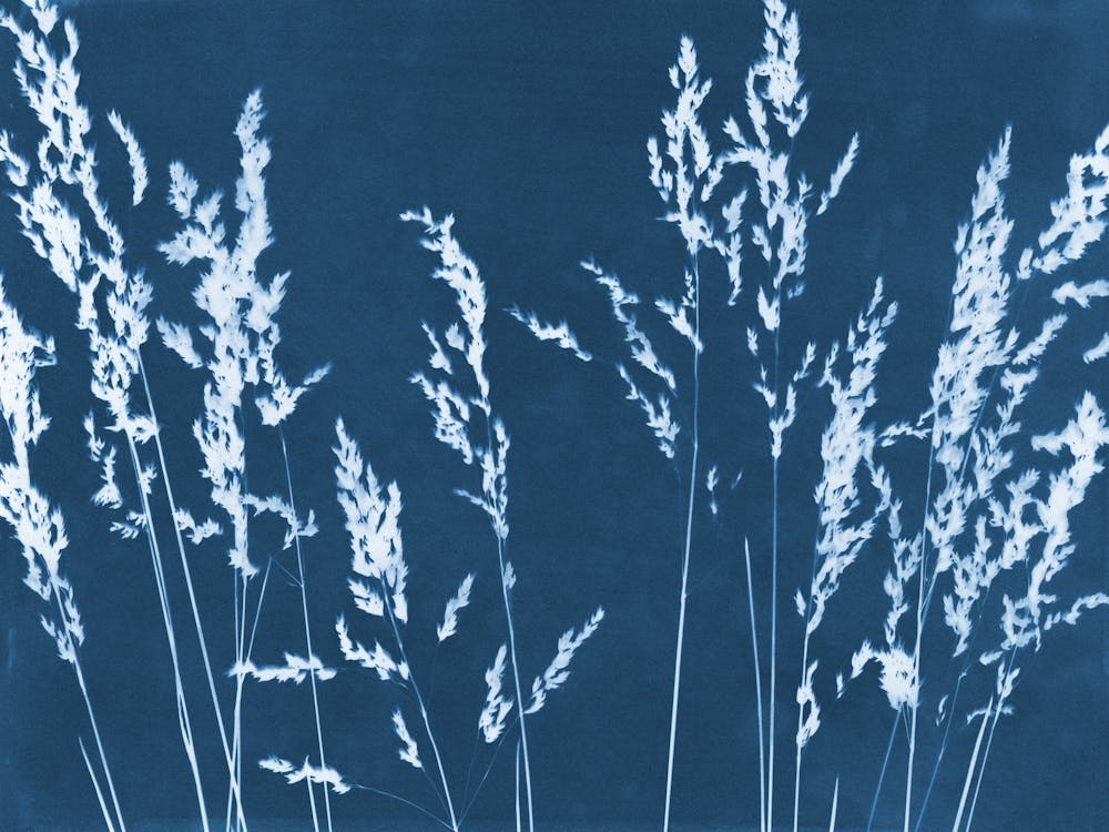 Wild Grasses Cyanotype Blue and White Botanical