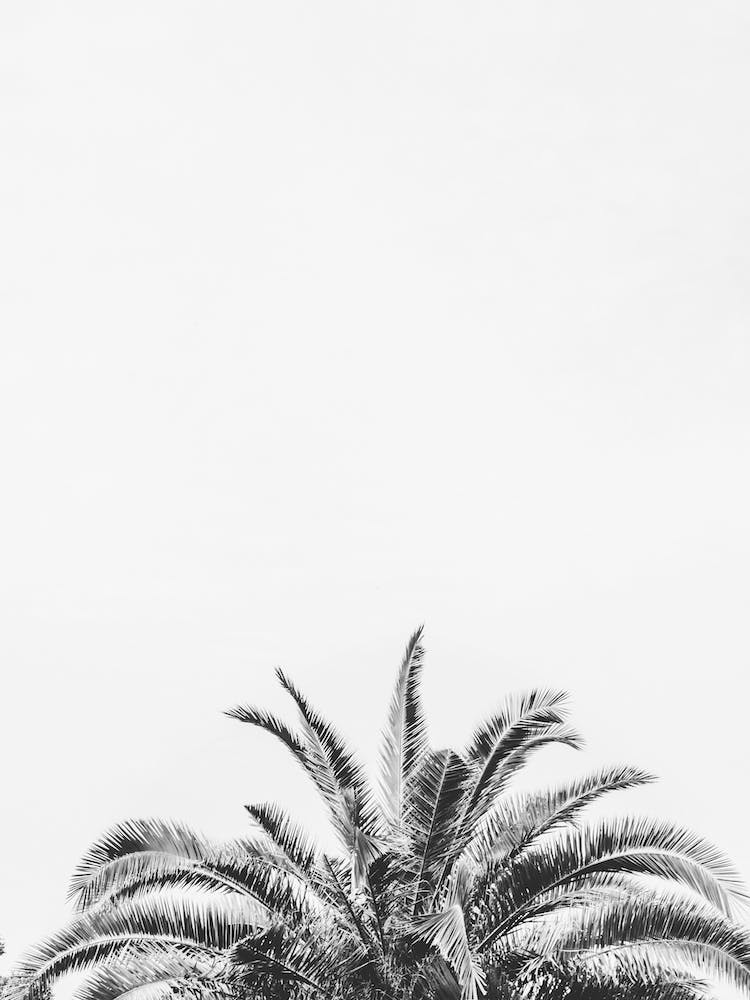 Palm Tree Leaves