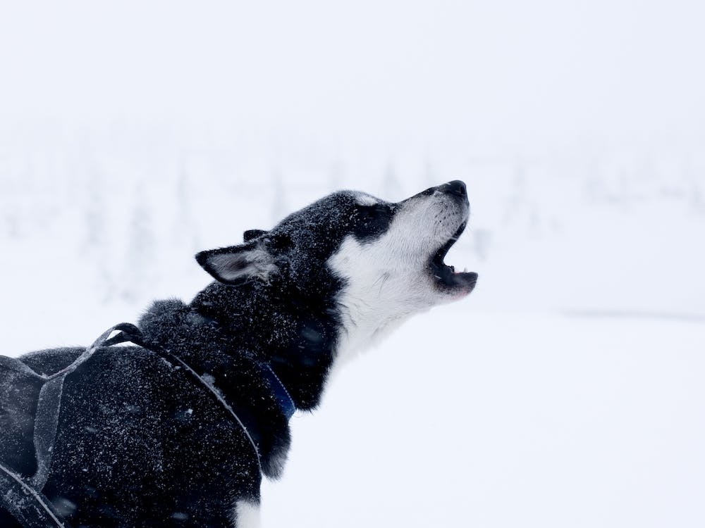 A husky howling in Norway