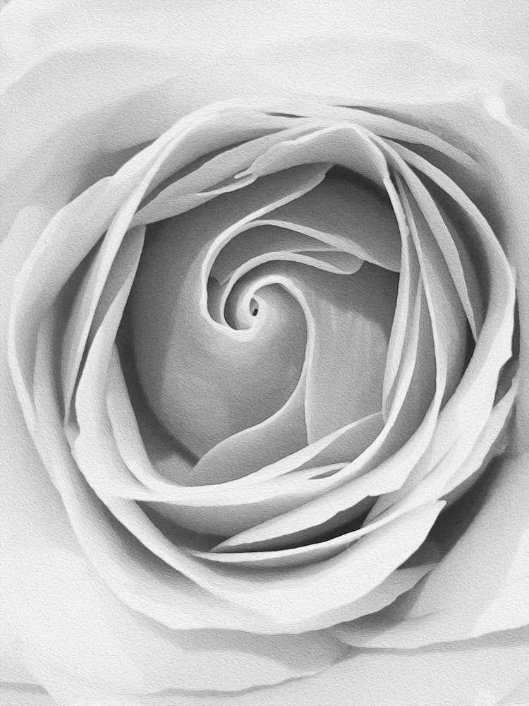 Black And White Rose 8