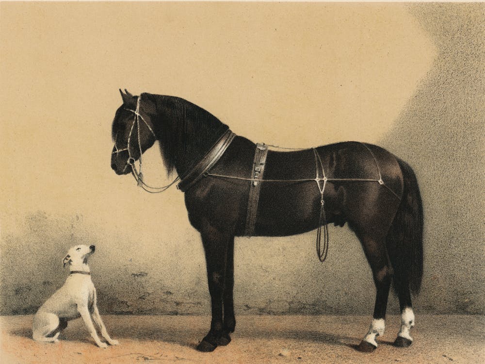 Horse And Dog 1