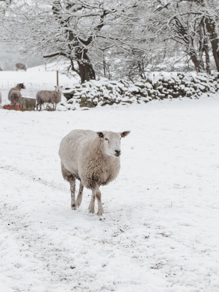 Sheep In Snow