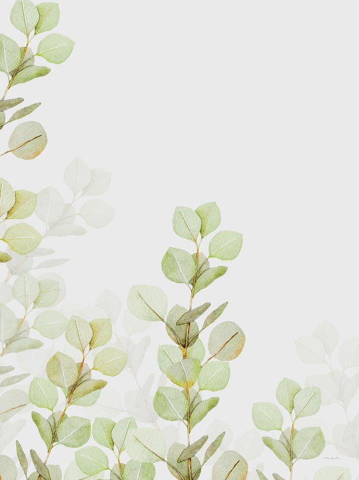 Eucalyptus Watercolour I