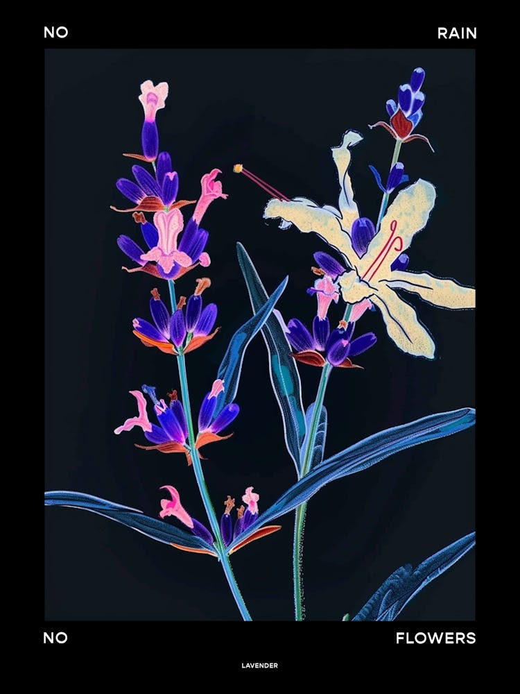 Kein Regen Keine Blumen Plakat Lavendel 2