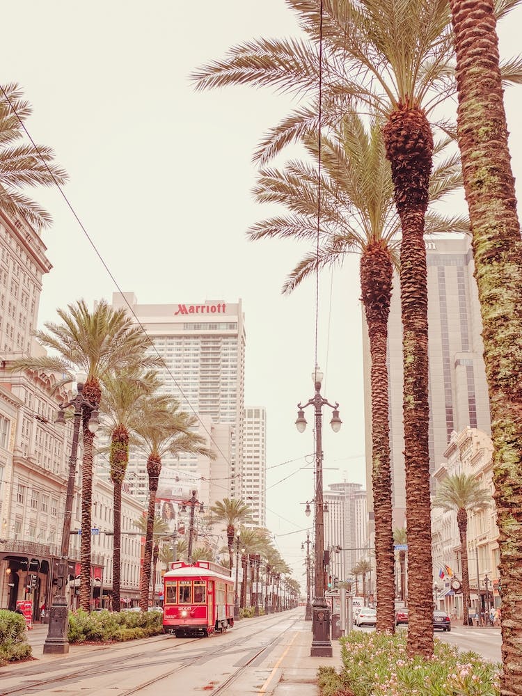 Tram et Palmiers de Nola