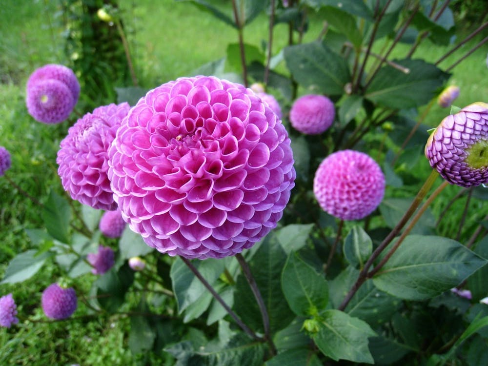Dahlia 2