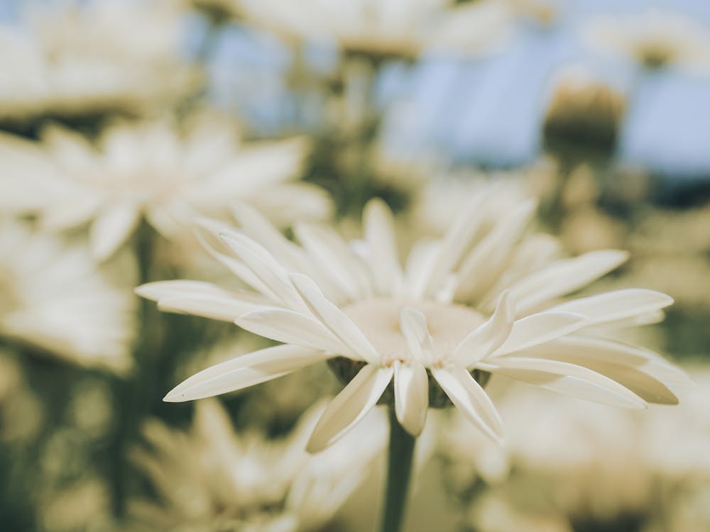 White Daisies