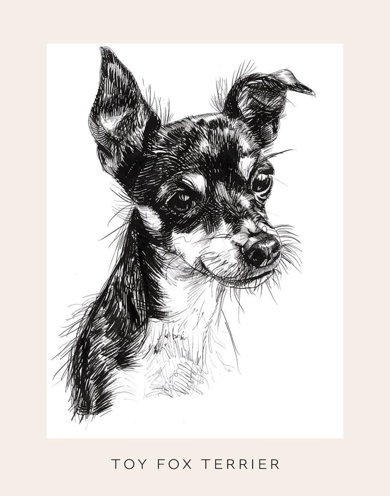 Toy Fox Terrier Dog Line Sketch 2 Poster