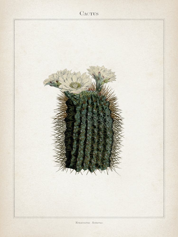 Vintage Curtis 2 Echinocactus Reductus