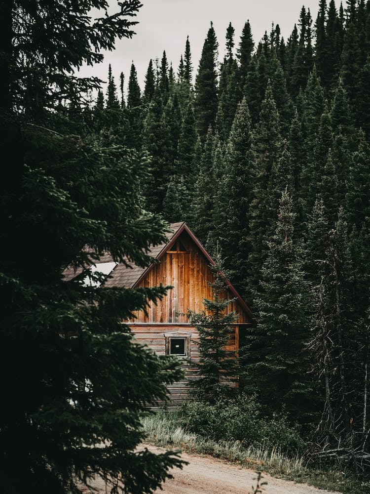 Cabin In Pine Forest