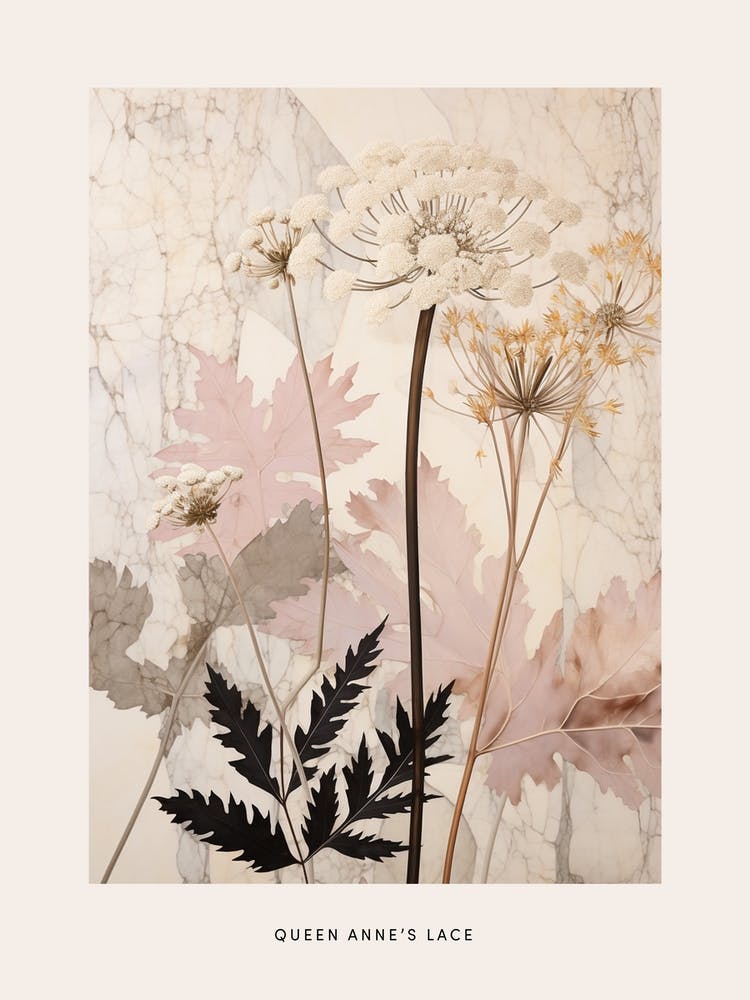 Blumenillustration Queen Annes Lace 5 Poster