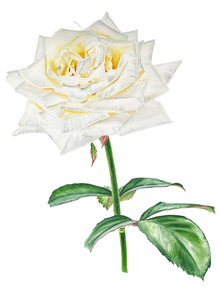 White Rose 