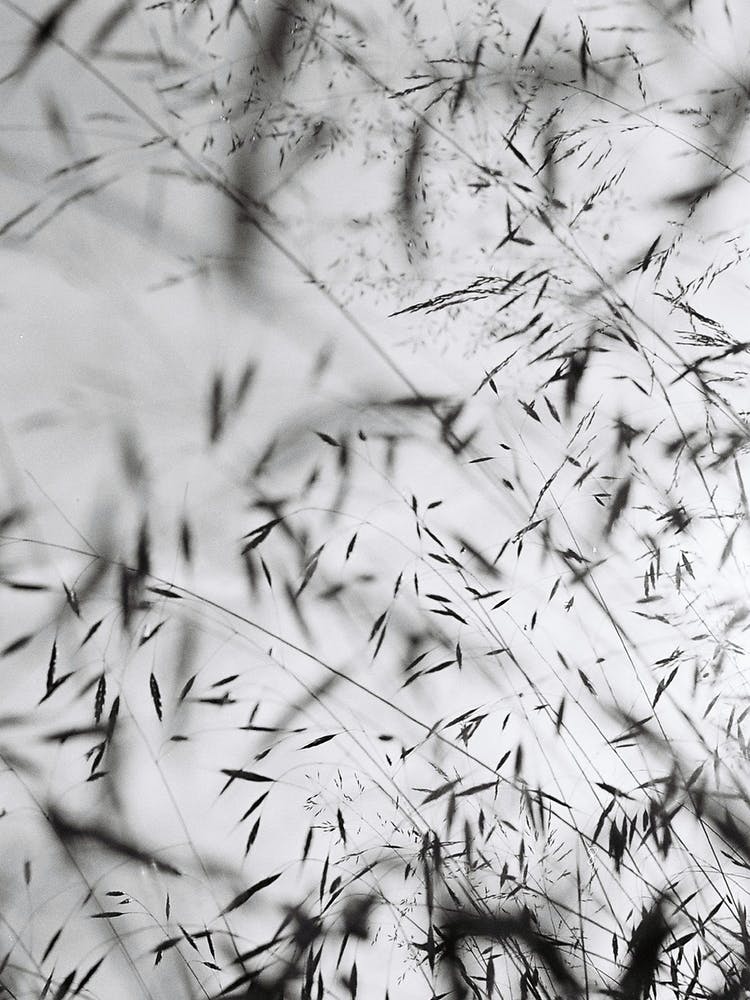 Abstract Black White Grass