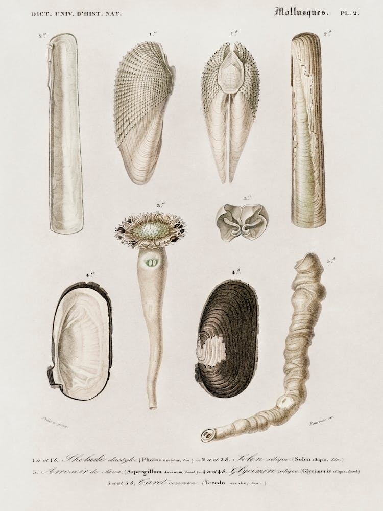Different Type Of Mollusks, Charles Dessalines D'Orbigny