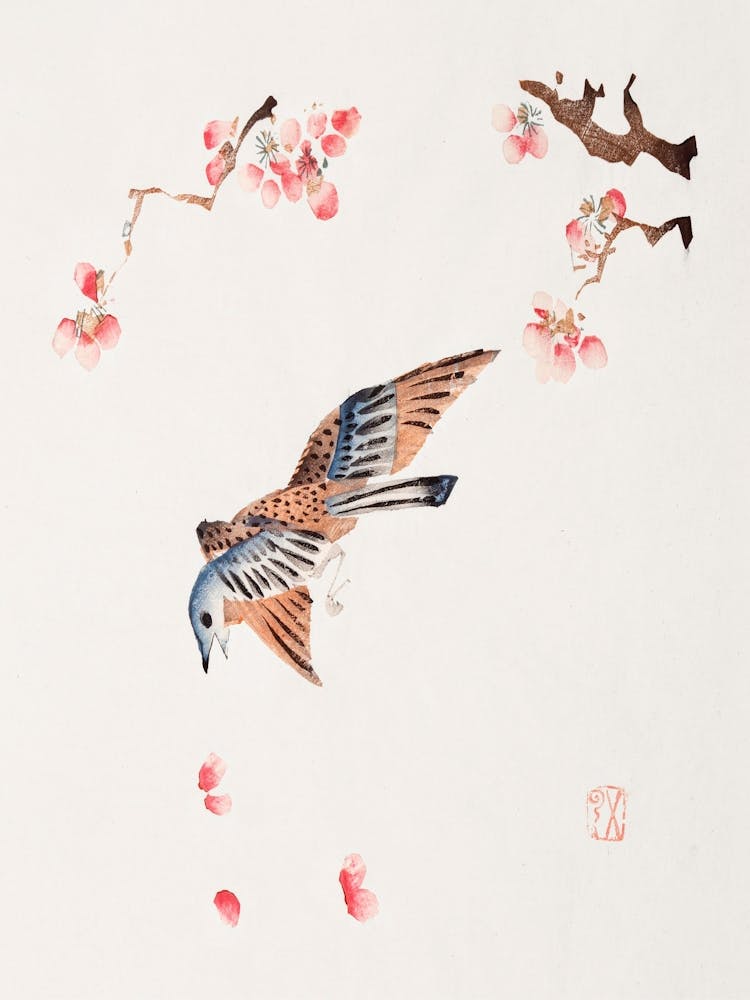 Faucon Dans les Fleurs de Cerisier