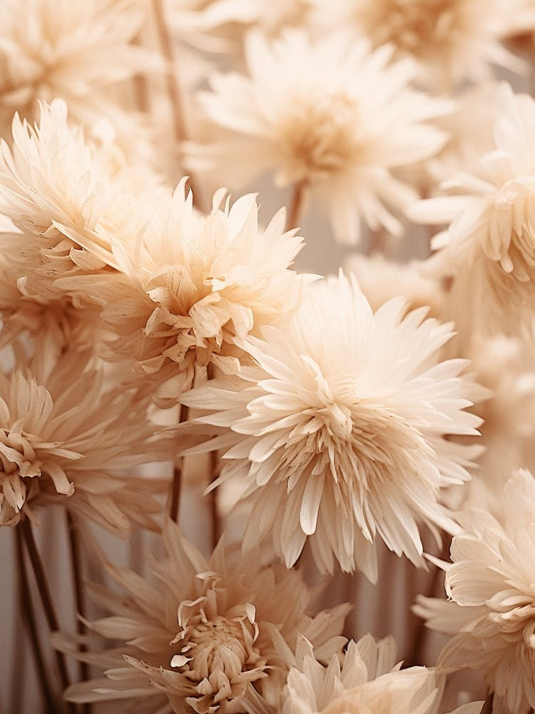 Boho Dried Flowers Asters 6