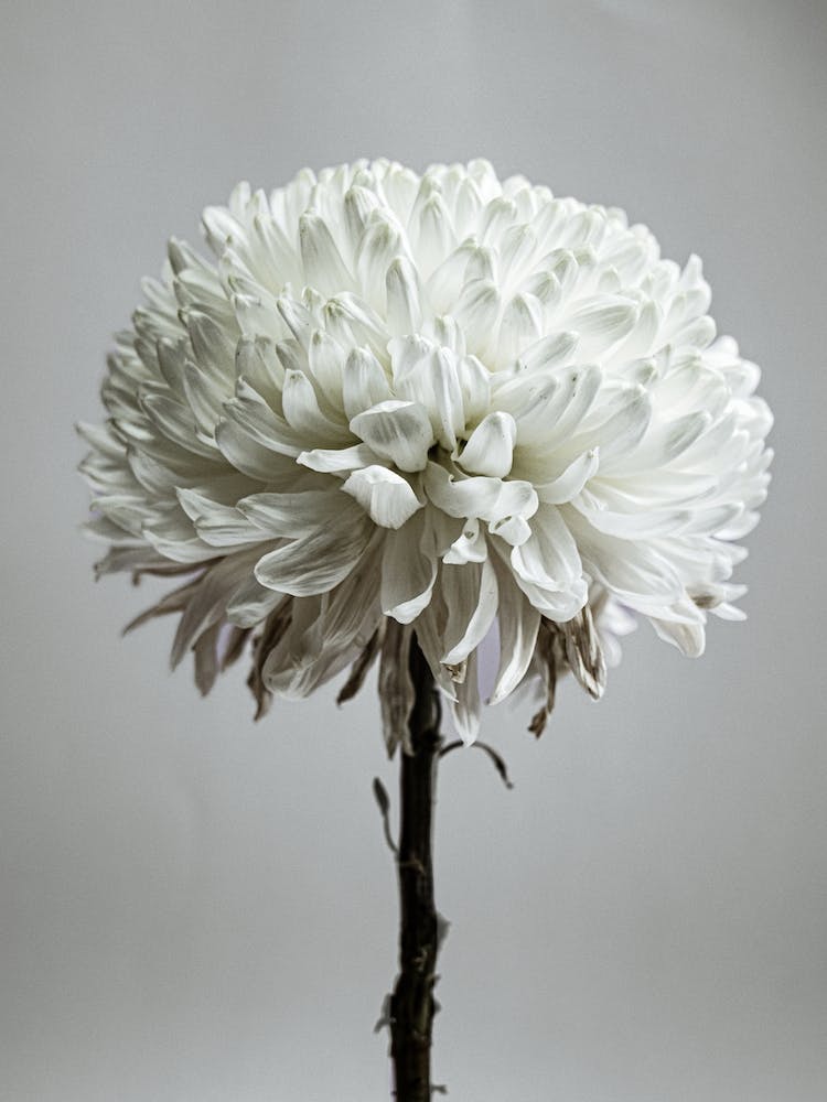 White Chrysanthemum Flower
