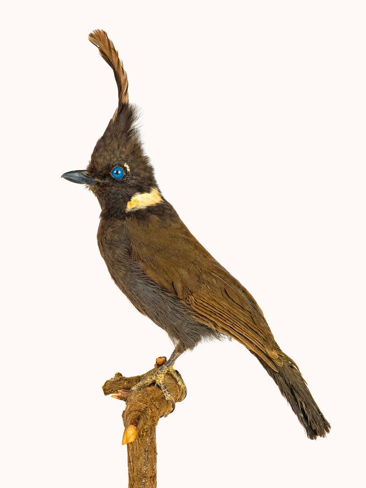 Birds V