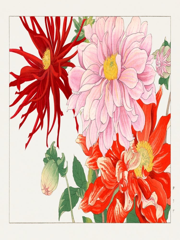 Dahlias