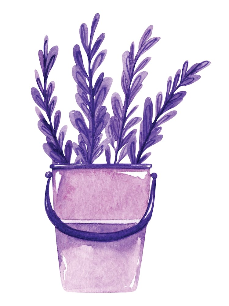 Watercolor Lavender In A Bucket