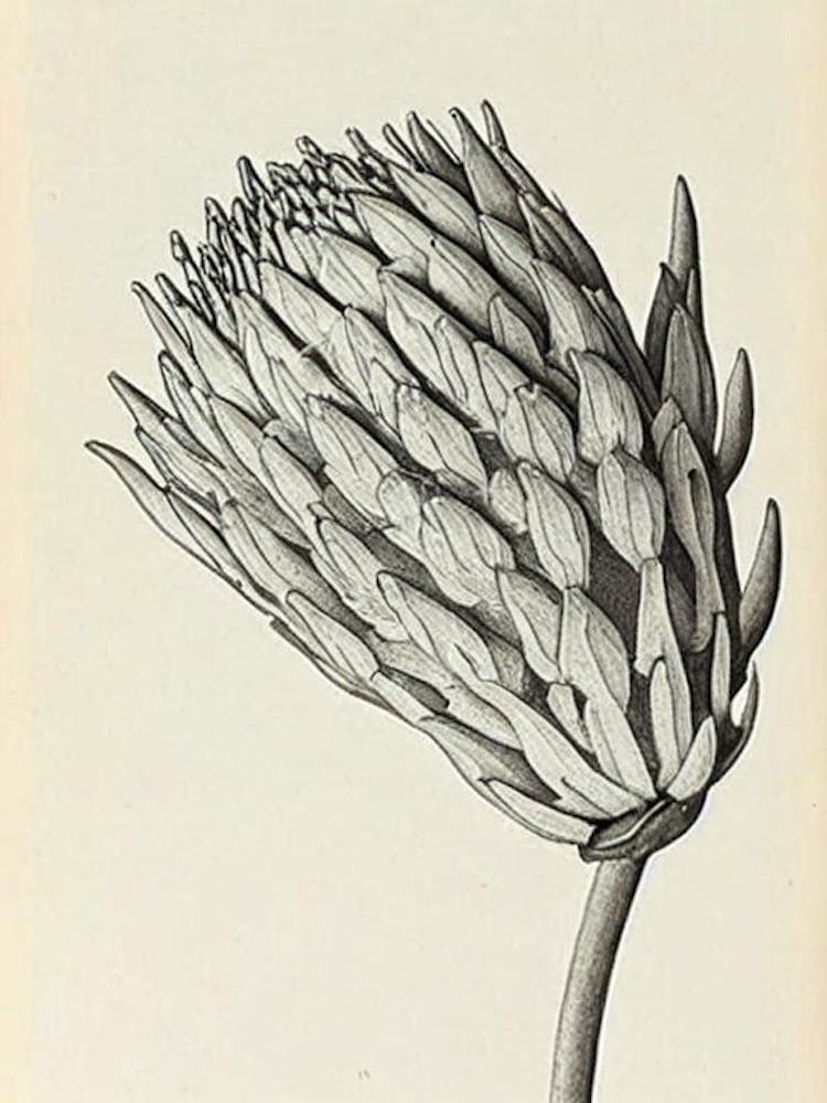 Proteas Vintage Botanical 2 Flower