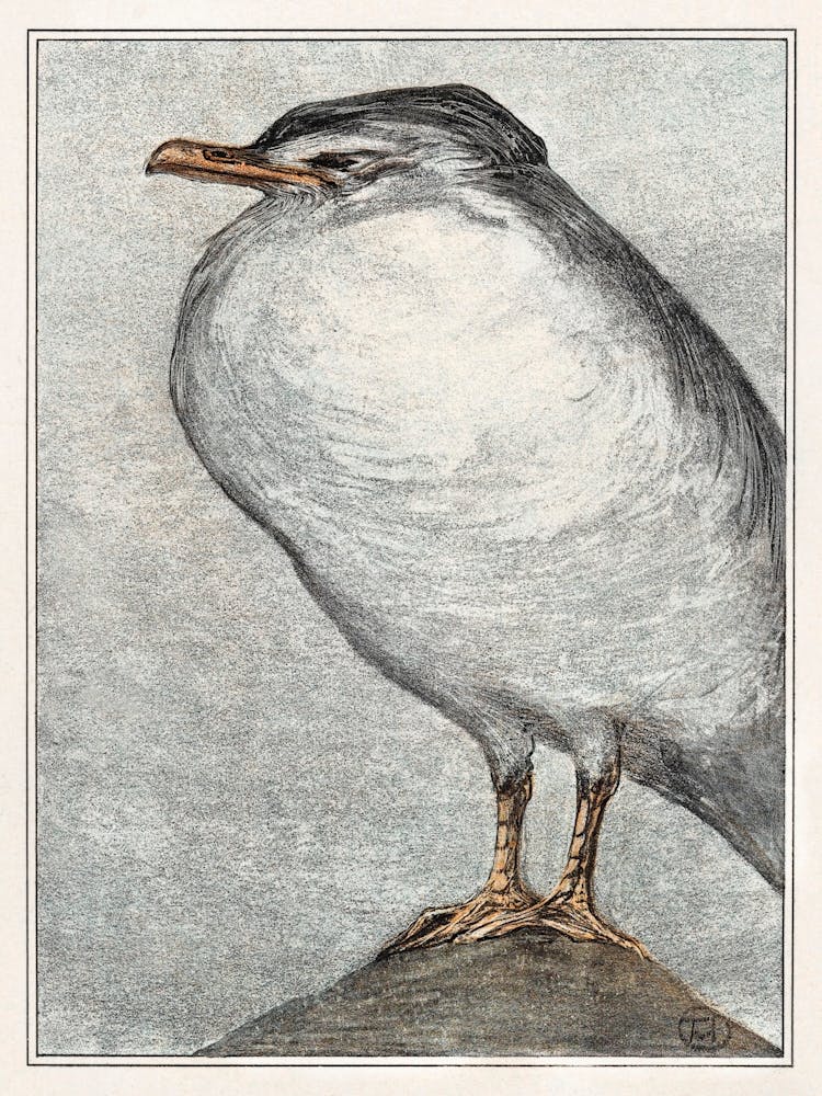 Silver Gull (1878–1908), Theo Van Hoytema