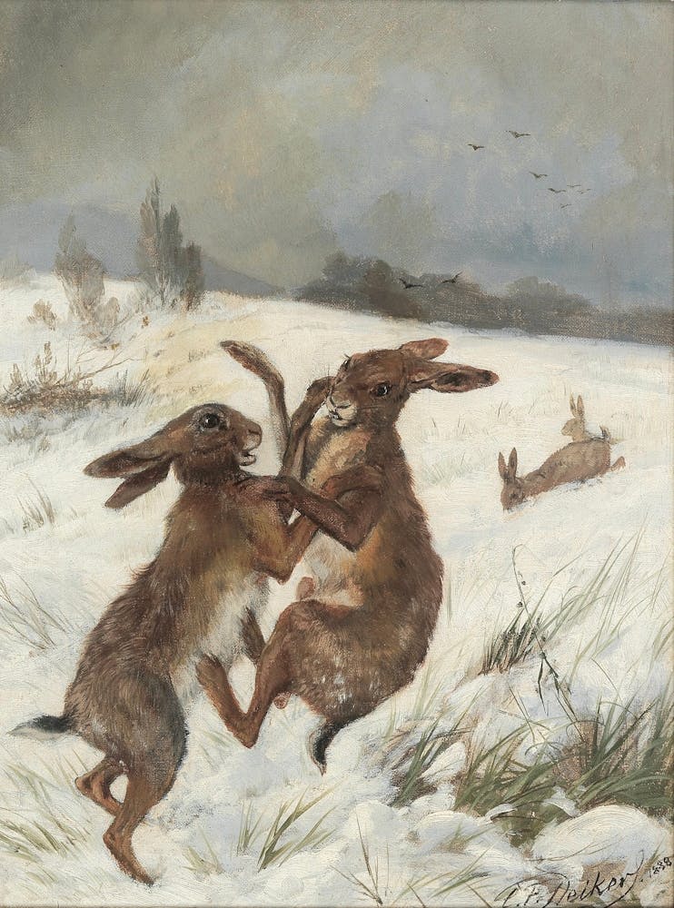 Two Hares Fighting In The Snow
