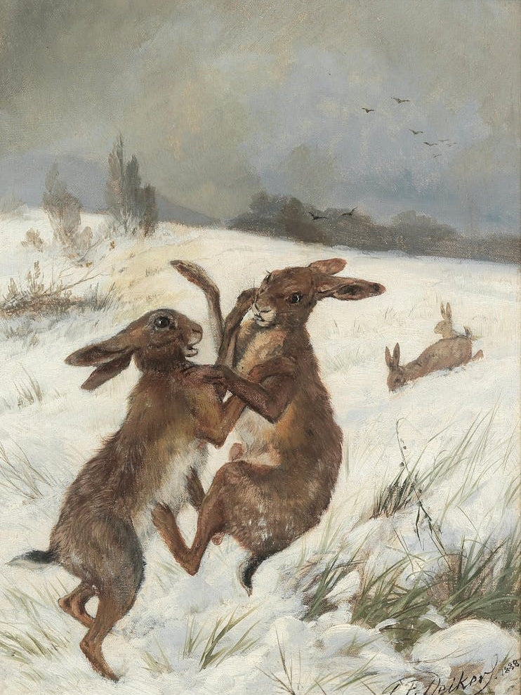 Two Hares Fighting In The Snow