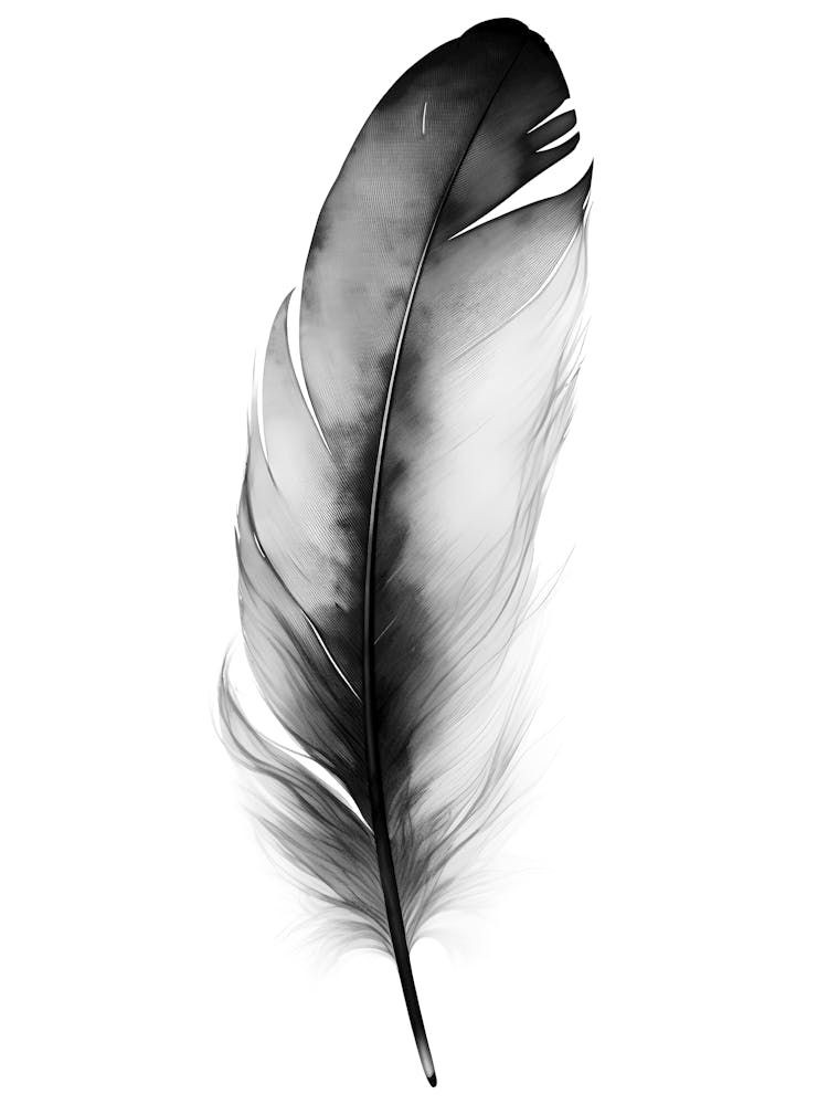 Black And White Feather