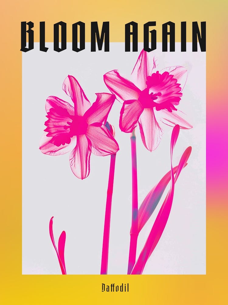 Hot Pink Daffodil Poster