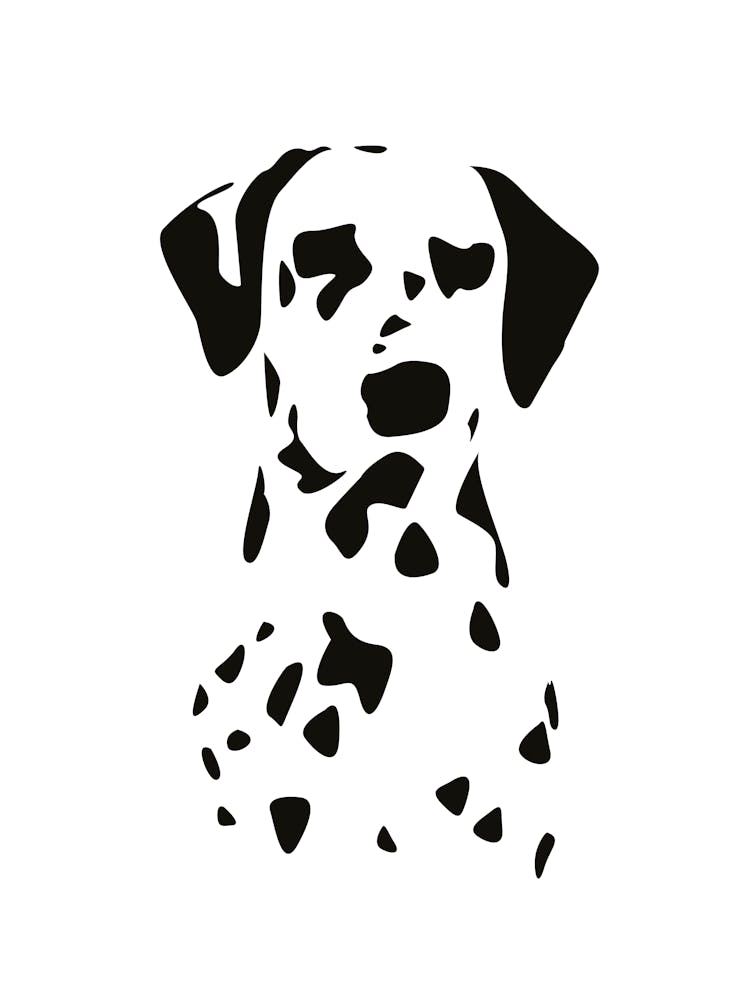 Dalmatian dog portrait