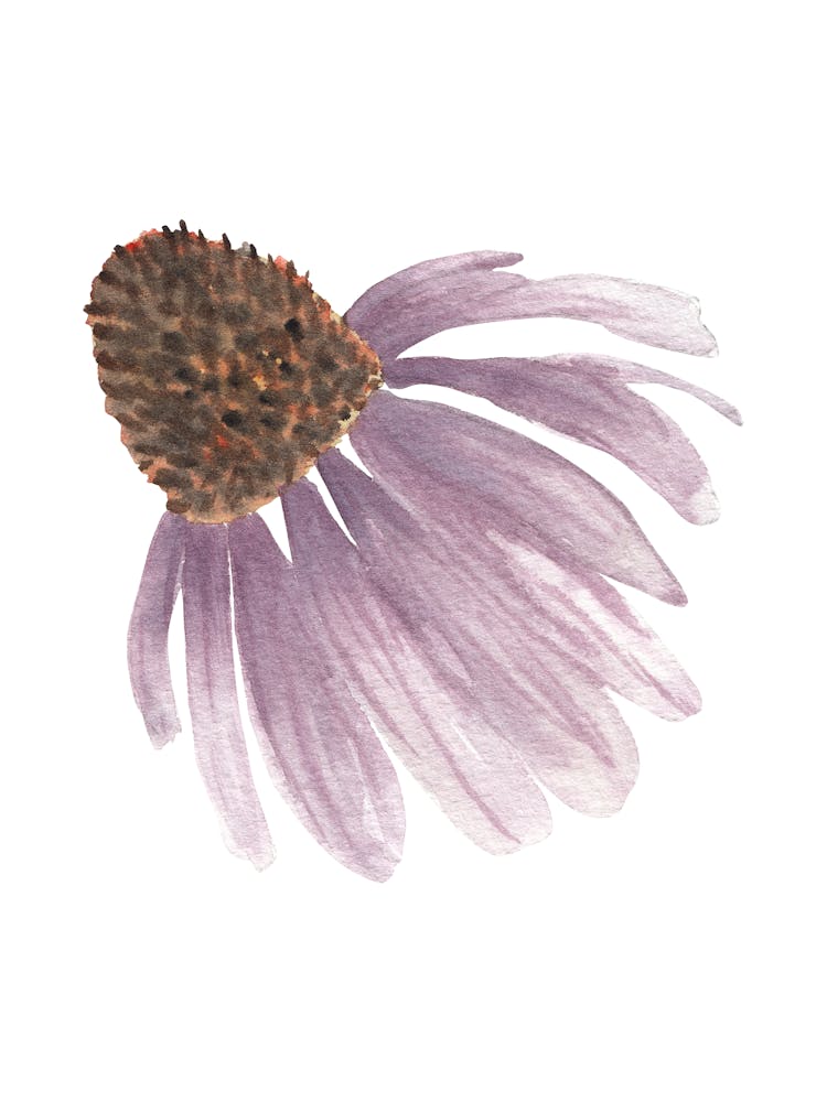 Purple Echinacea
