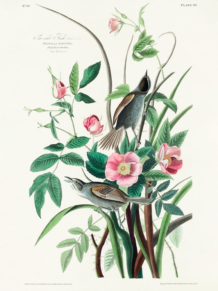 Seaside Finch, Birds Of America, John James Audubon