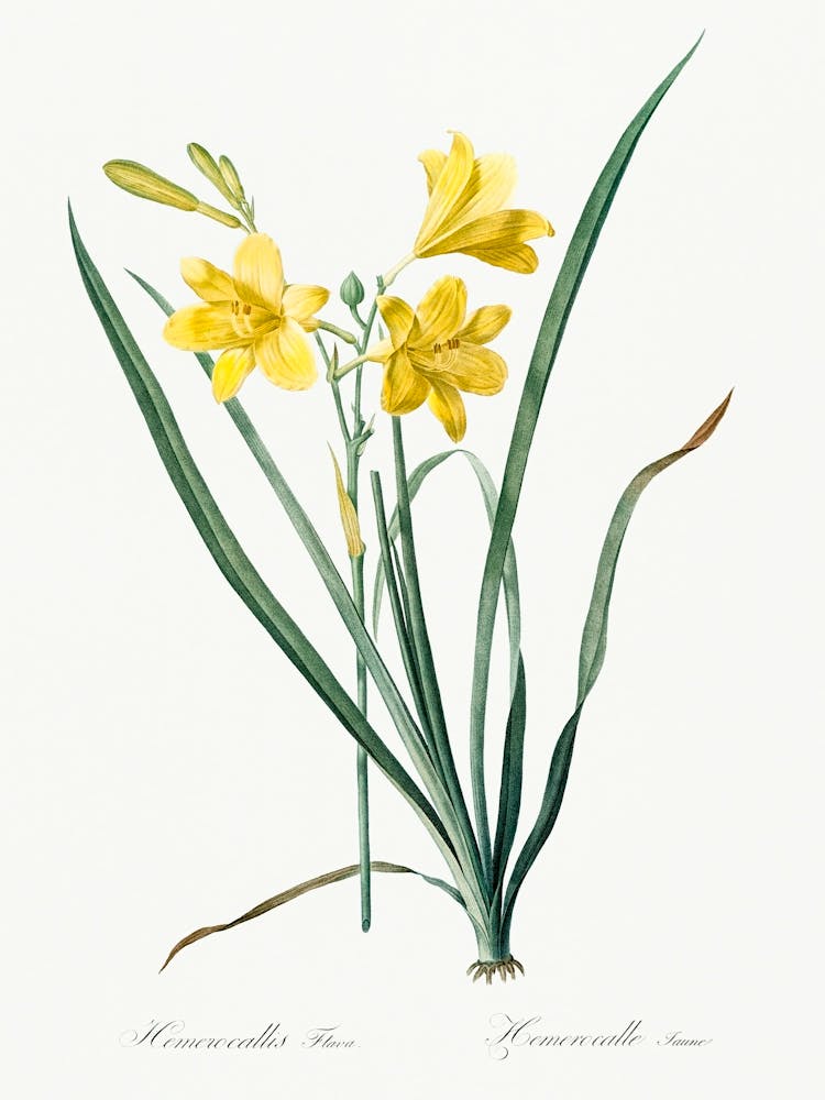 Day Lily Illustration From Les Liliacées (1805), Pierre Joseph Redoute