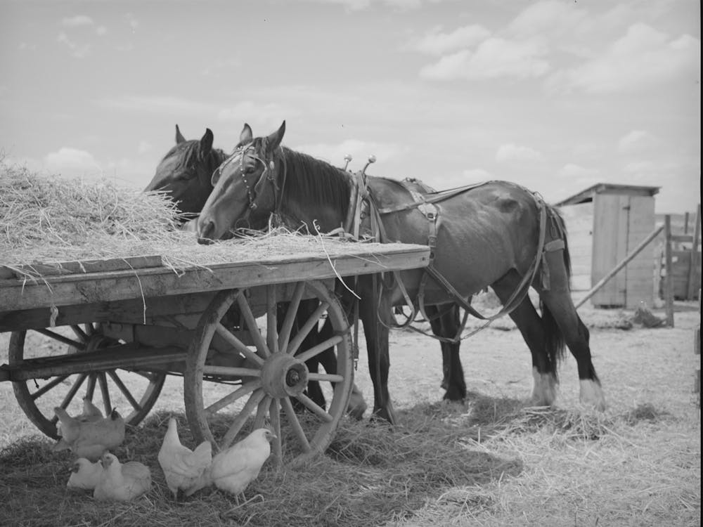 Field Horses At Noon, Malheur County, Oregon By Russell Lee