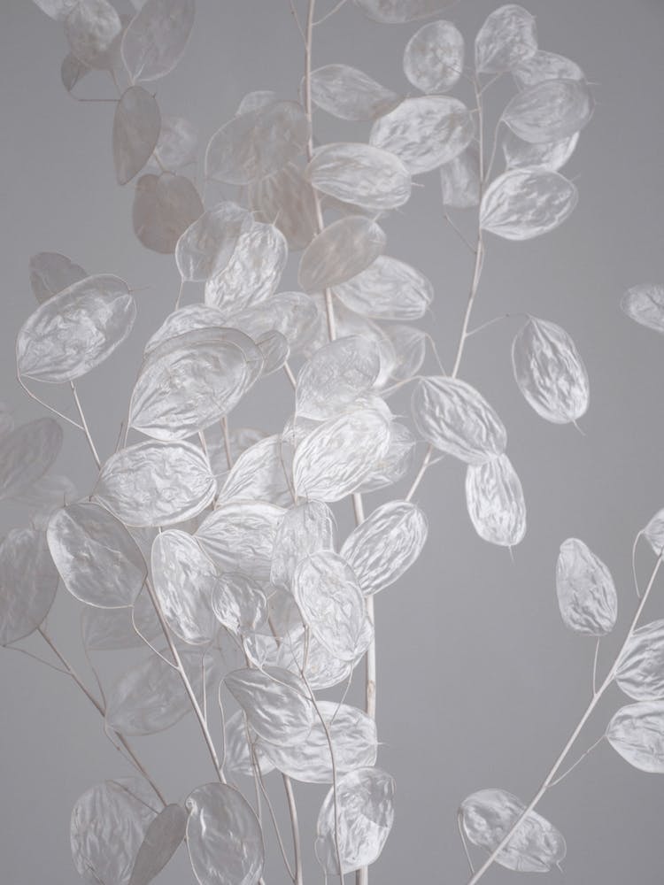 Honesty A Branch Of Dried Flowers