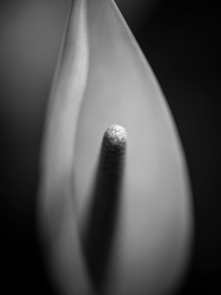 the impression bw
