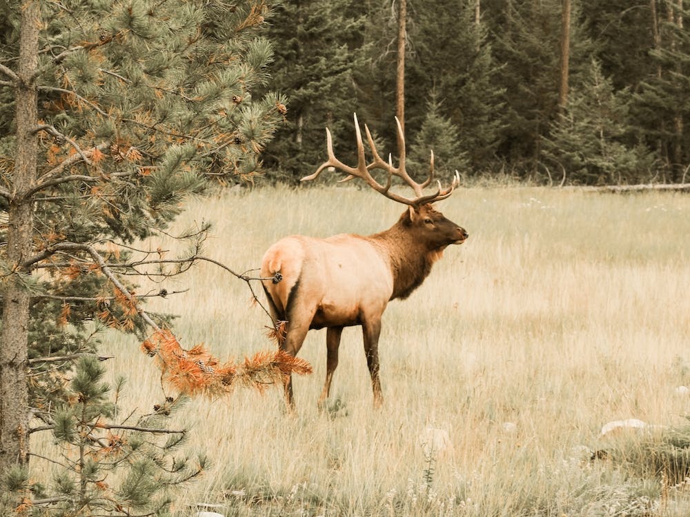 Elk In Meadow