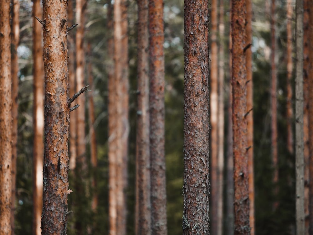 Thin Forest Trees