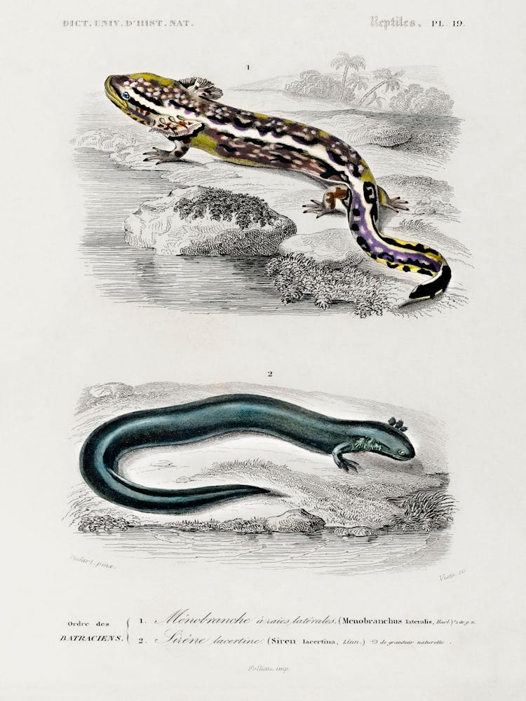 Mudpuppy (Menabranchus Lateralis) And Greater Siren (Siren Lacertina), Charles Dessalines D' Orbigny