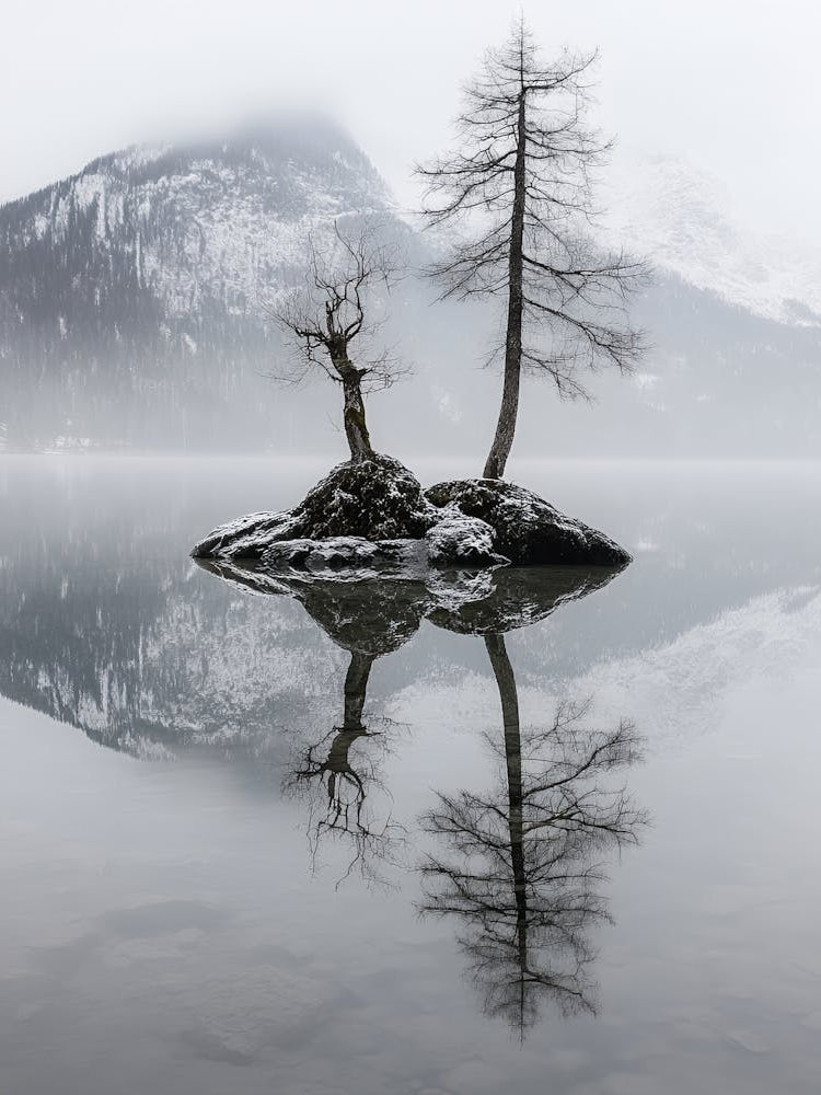 Lone Tree In A Lake