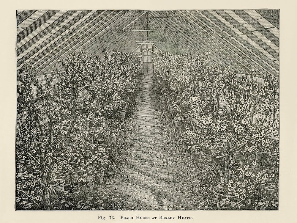Vintage Illustration Of A Peach House, John Wright