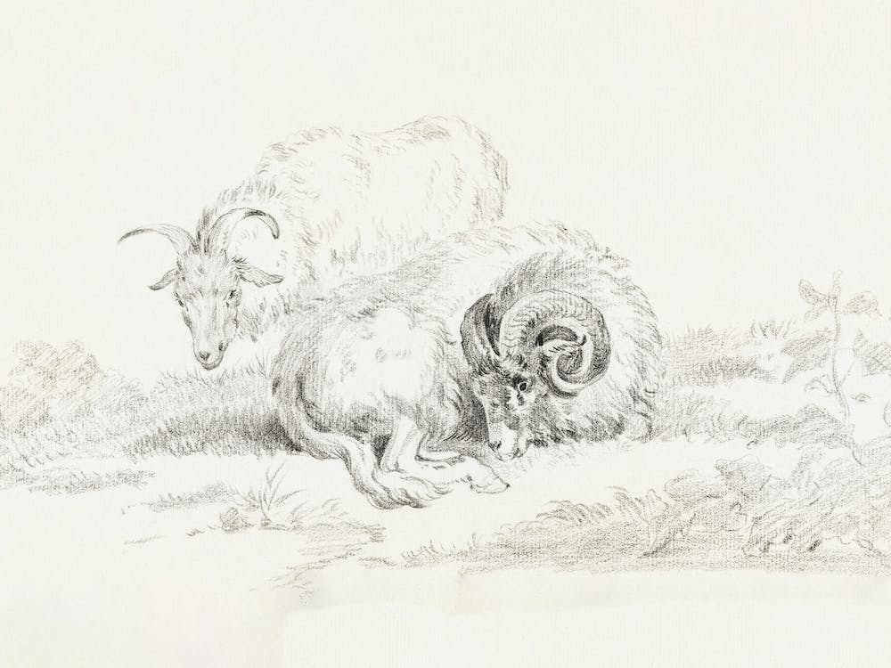 Lying Goat And A Standing Goat, Jean Bernard